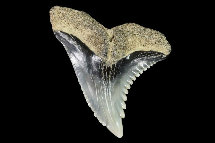 Hemipristis Shark Tooth Fossil - Virginia #96671